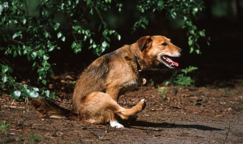 Статья: Условия для выведения полноценной охотничьей собаки